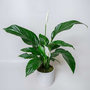 Peace Lily Pot Plant