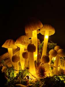 Mycena Subviscosa Lamp