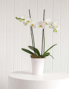 Florist: Orchid Plant