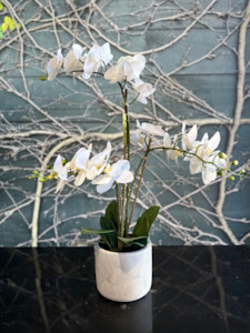 Christmas gift: Silk Phalaenopsis Orchid