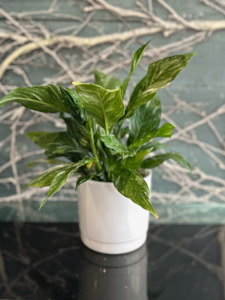 Variegated Peace Lilies