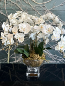 Cote Noire - Centrepiece Tall White Orchids