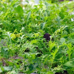 Small seasonal spray-free produce box