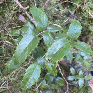 Tātarāmoa Tea (Wild Harvest)