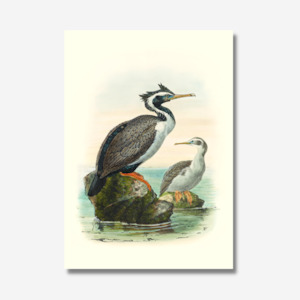 Johannes Keulemans: Johannes Keulemans - Print - Spotted Shag - Kawau Tikitiki