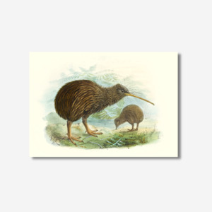 Johannes Keulemans: Johannes Keulemans - Print - North Island Brown Kiwi