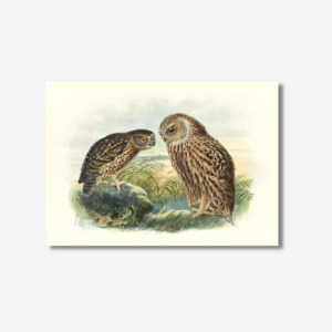 Johannes Keulemans - Print - Morepork - Ruru and Laughing Owl - Whekau