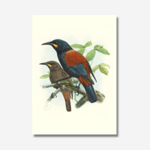 Johannes Keulemans - Print - South Island Saddleback - Tieke and North Island Sa…