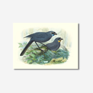 Johannes Keulemans - Print - North Island Kokako and South Island Kokako - Kokako