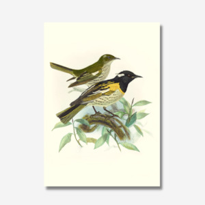 Johannes Keulemans - Print - Stitchbird - Hihi