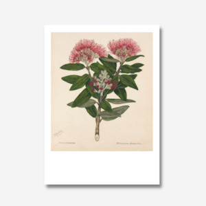 Sarah Featon: Sarah Featon - Print - Pohutukawa