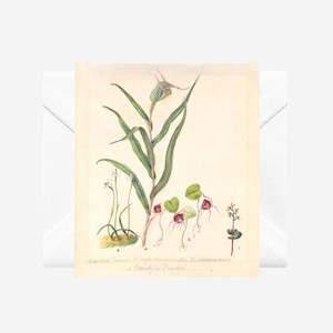 Sarah Featon - Cards - Pixie Cap Orchid - 6 Pack