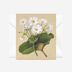 Sarah Featon - Cards - The Mountain Lily - 6 Pack