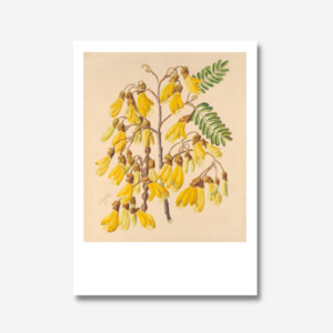 Sarah Featon - Print - Yellow Kowhai