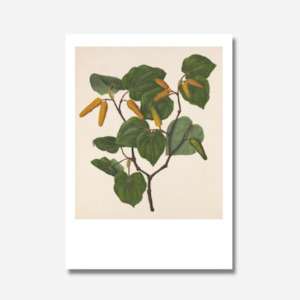 Sarah Featon - Print - Kawakawa