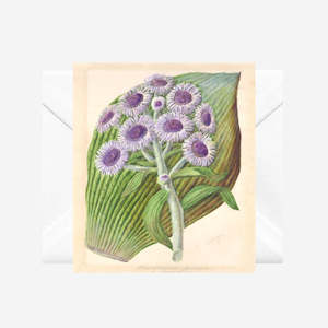 Sarah Featon - Cards - Antarctic Daisy - 6 Pack