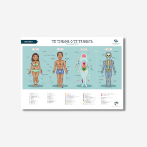 Posters: Poster A2 - Human Body - Te Reo Māori