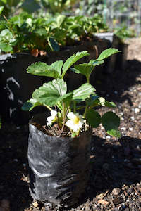 Strawberry Plants x 5