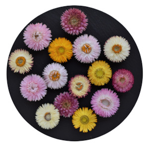 Giant Strawflowers Mixed Colour