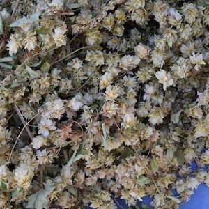 Dried Hops Flowers/Cones/Strobiles - Last Season