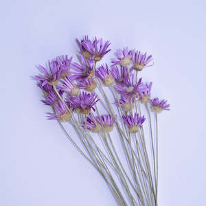 Xeranthemum - Annual Everlasting Stems