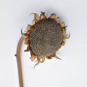 Sunflower Seed Heads