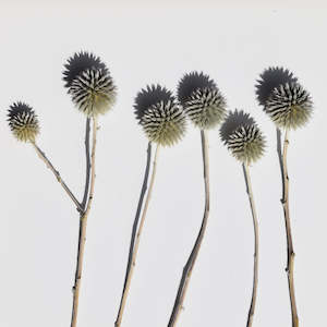 Oil or grease wholesaling - industrial or lubricating: Echinops Stems - Dried