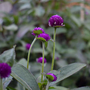 Gomphrena Plant