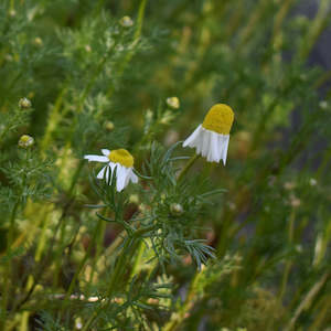 Oil or grease wholesaling - industrial or lubricating: Chamomile Plant