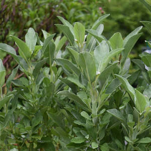 White Sage Plant