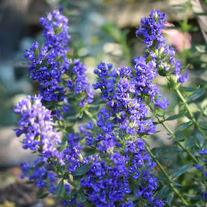 Hyssop Plant