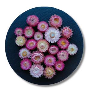 Pink Dried Strawflowers