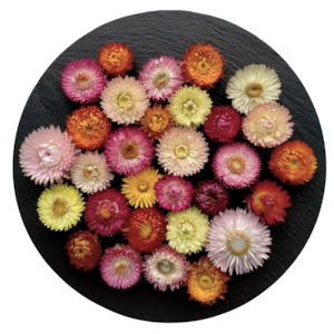 Mixed Colour Dried Strawflowers