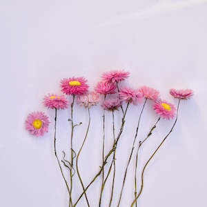 Paper Daisy Stems