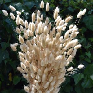 Dried Bunny Tails NZ