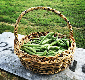 Runner beans Tomtit Farm