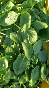 Vegetable fresh - wholesaling, washing or packing: Spinach - baby leaf Tomtit Farm