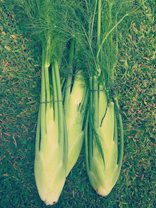 Vegetable fresh - wholesaling, washing or packing: Fennel Tomtit Farm