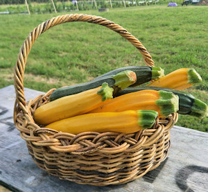 Courgette Tomtit Farm