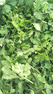 Vegetable fresh - wholesaling, washing or packing: Coriander Tomtit Farm