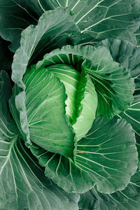 Green Cabbage Tomtit Farm