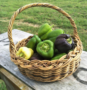 Vegetable fresh - wholesaling, washing or packing: Capsicum Tomtit Farm