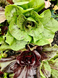 Vegetable fresh - wholesaling, washing or packing: Radicchio Tomtit Farm