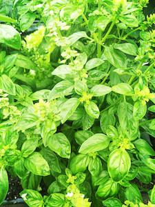 Vegetable fresh - wholesaling, washing or packing: Basil Tomtit Farm