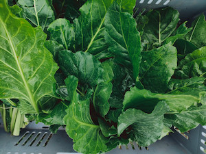 Vegetable fresh - wholesaling, washing or packing: Perpetual Spinach Tomtit Farm