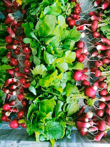 Vegetable fresh - wholesaling, washing or packing: Radish Mix Tomtit Farm