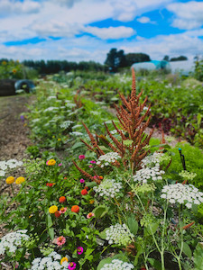 Dingys Mix- Wildflower - Scatter sow Tomtit Farm