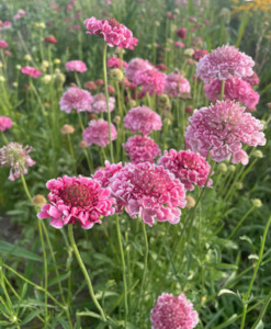 Scabiosa Salmon Rose Tomtit Farm