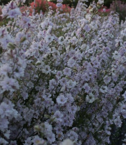 Larkspur Fancy Smokey Eyes Tomtit Farm