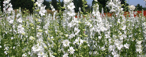 Larkspur White Tomtit Farm